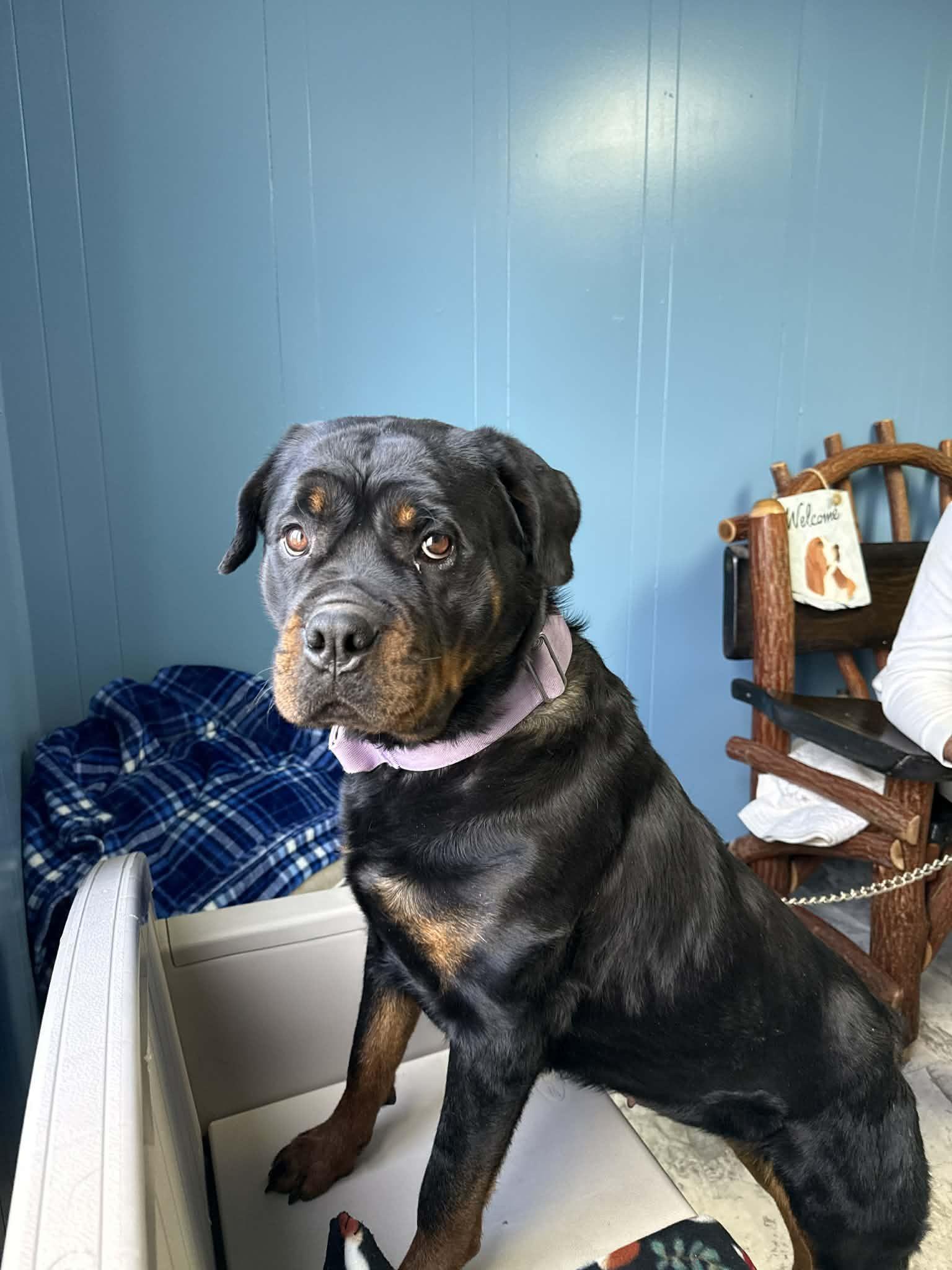 Enlarge Hildegard, a ADOPTABLE mixed breed in Altoona, PA image 1/1