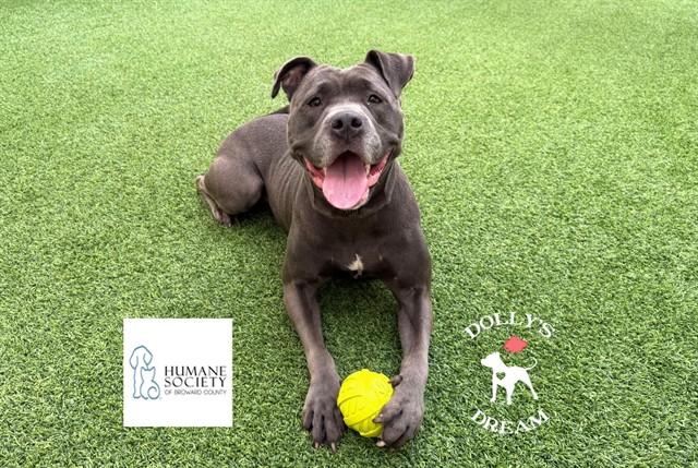 GERTRUDE, Adoptable, Adult Female American Staffordshire Terrier & Mixed Breed.