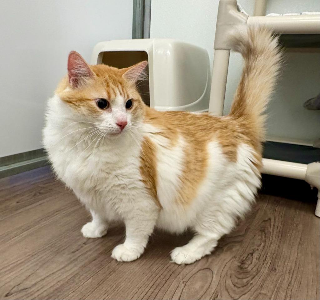 Sunkist, Adoptable, Young Female Domestic Long Hair.