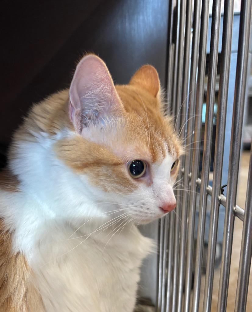 Enlarge Sunkist, a Adoptable mixed breed in Gillette, WY image 2/4
