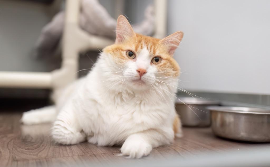 Enlarge Sunkist, a Adoptable mixed breed in Gillette, WY image 3/4