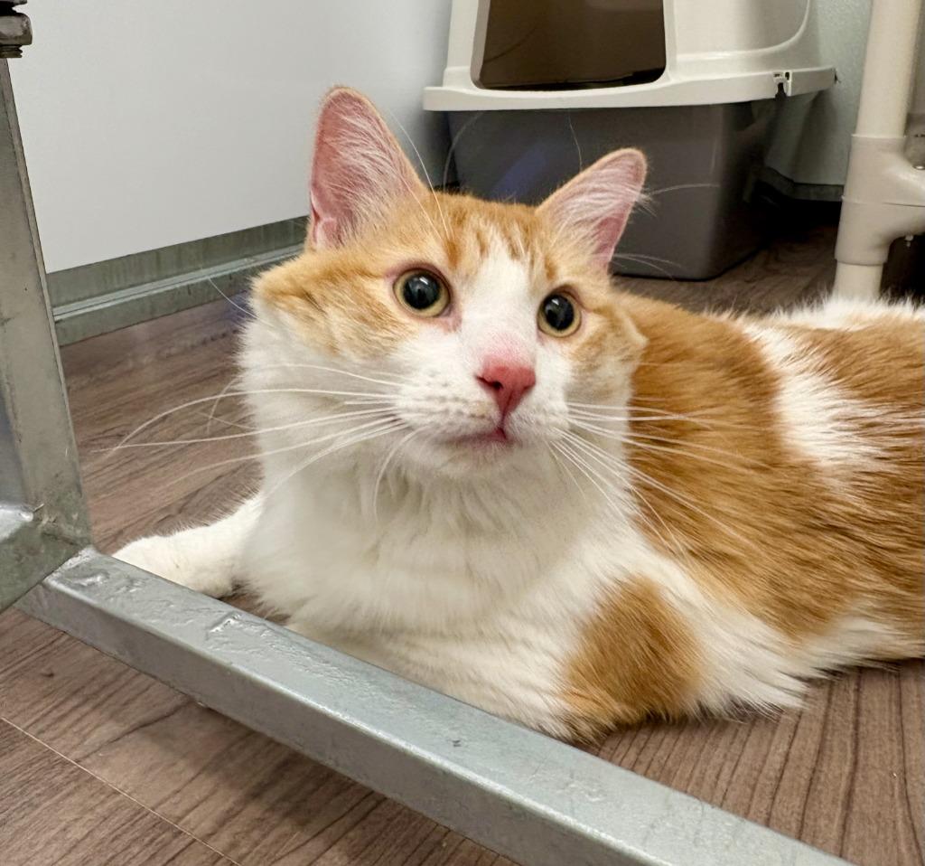 Enlarge Sunkist, a Adoptable mixed breed in Gillette, WY image 4/4