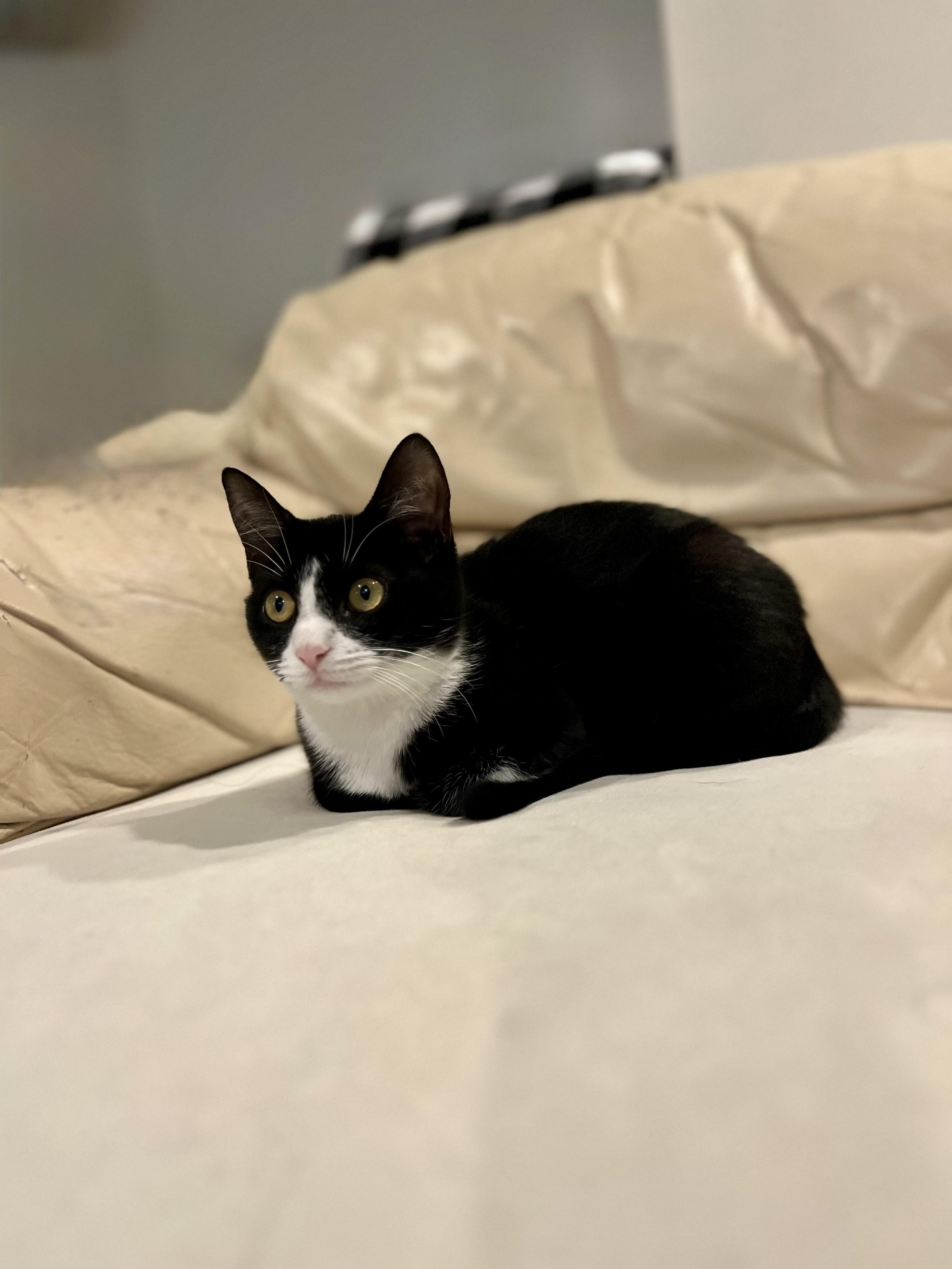 Little Baba