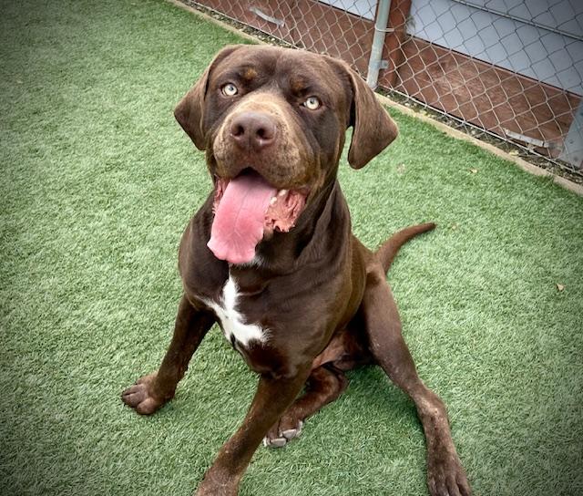 CHAPO, Adoptable, Young Male Cane Corso & Mixed Breed.