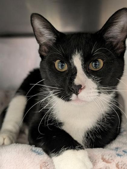 Wreath, adopted, Young Female Domestic Short Hair.