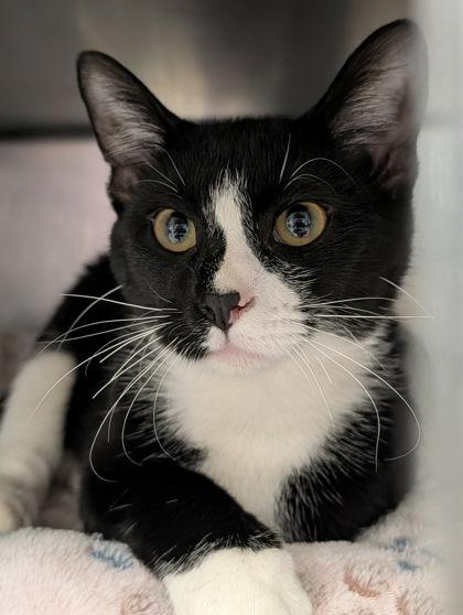 Enlarge Wreath, an adopted mixed breed in Appleton, WI image 2/2