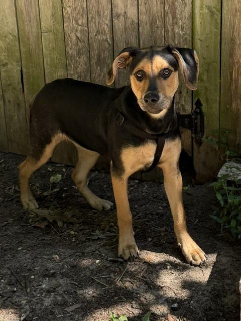 Enlarge Ivy, a ADOPTABLE mixed breed in Farmingville, NY image 2/3