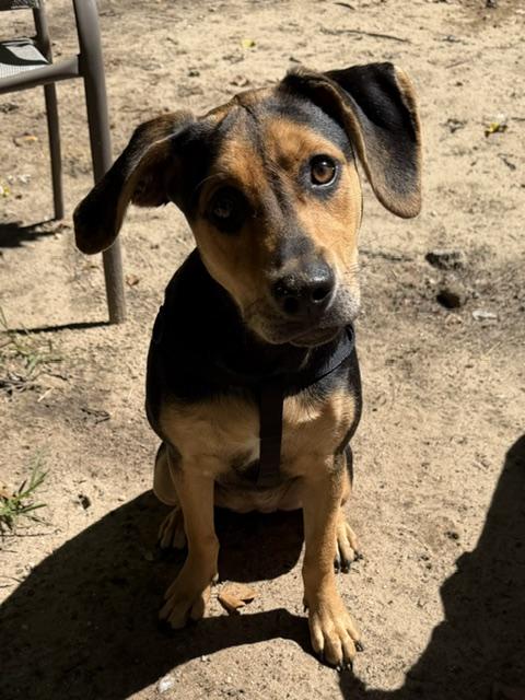 Enlarge Ivy, a ADOPTABLE mixed breed in Farmingville, NY image 3/3