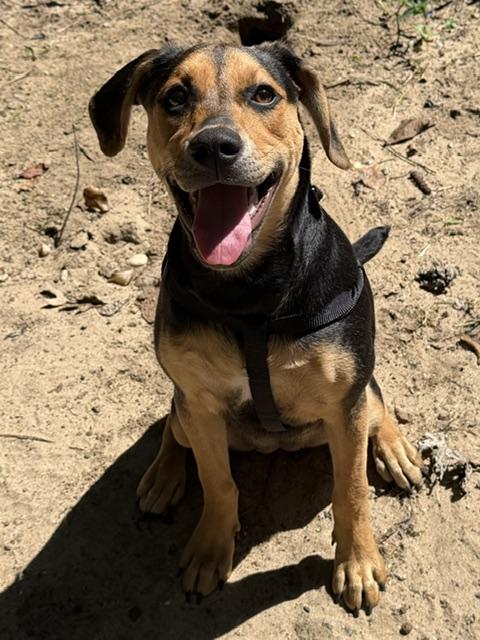 Enlarge Ivy, a ADOPTABLE mixed breed in Farmingville, NY image 1/3