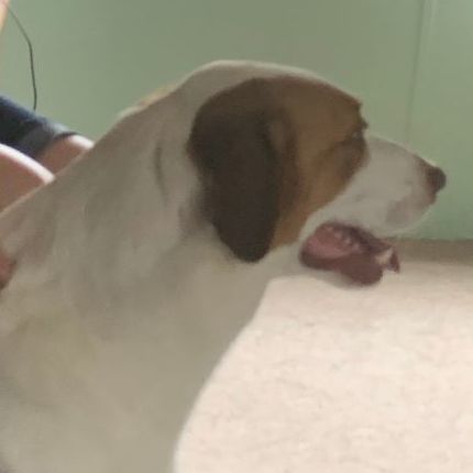 PATCHES, the Shepherd mix DOB 2/2/2017, a Adoptable Anatolian Shepherd in Shawnee, OK image 2/5