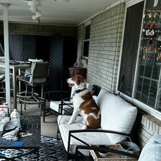 PATCHES, the Shepherd mix DOB 2/2/2017, a Adoptable Anatolian Shepherd in Shawnee, OK image 3/5