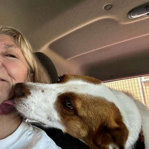 PATCHES, the Shepherd mix DOB 2/2/2017 photo 4