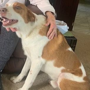 PATCHES, the Shepherd mix DOB 2/2/2017, a Adoptable Anatolian Shepherd in Shawnee, OK image 5/5