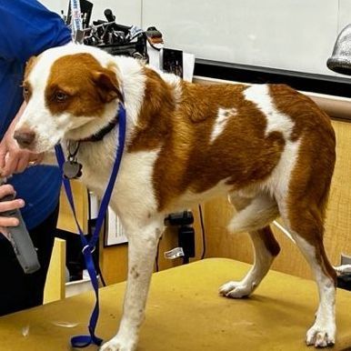 PATCHES, the Shepherd mix DOB 2/2/2017