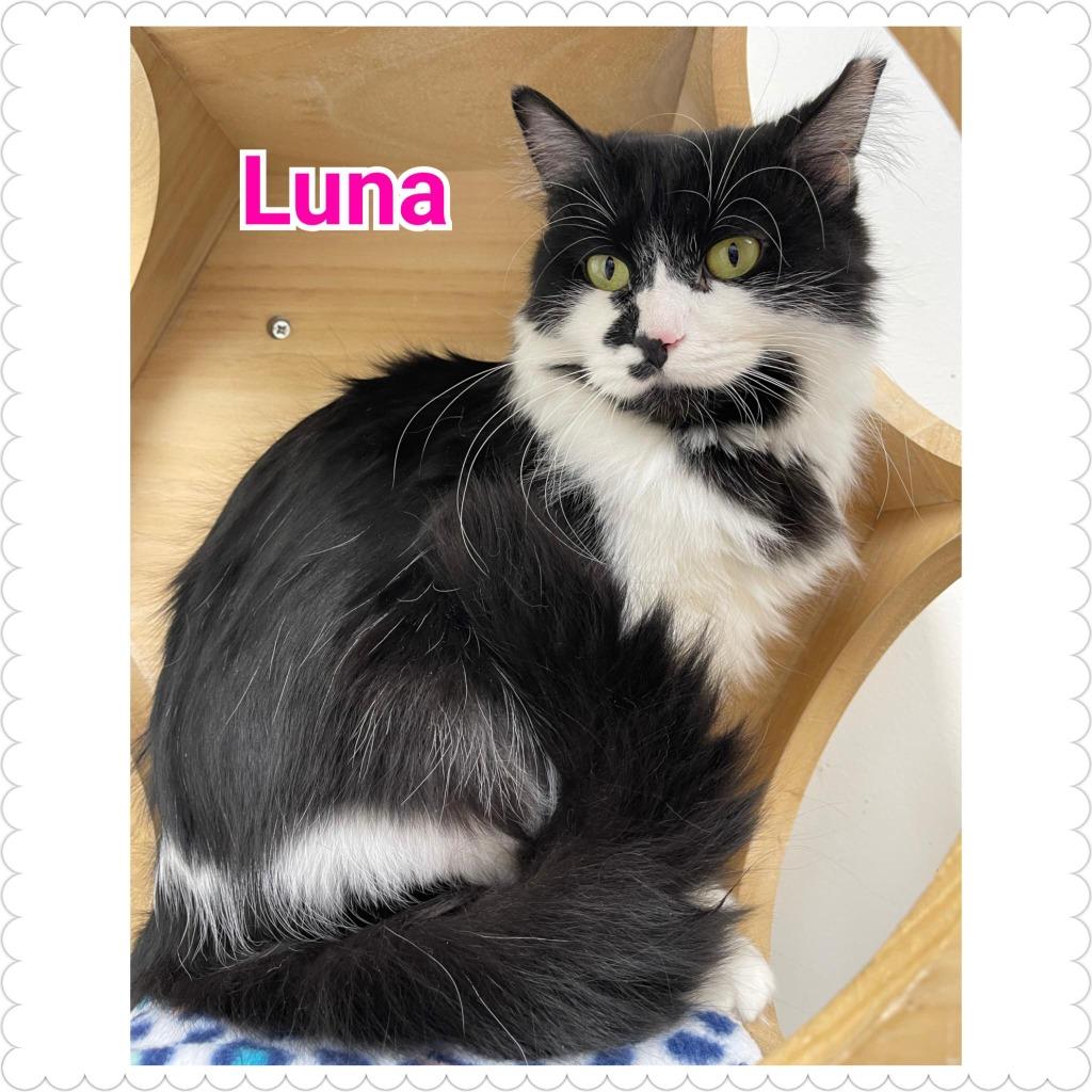 Luna (Lily), Adoptable, Young Female Domestic Long Hair.