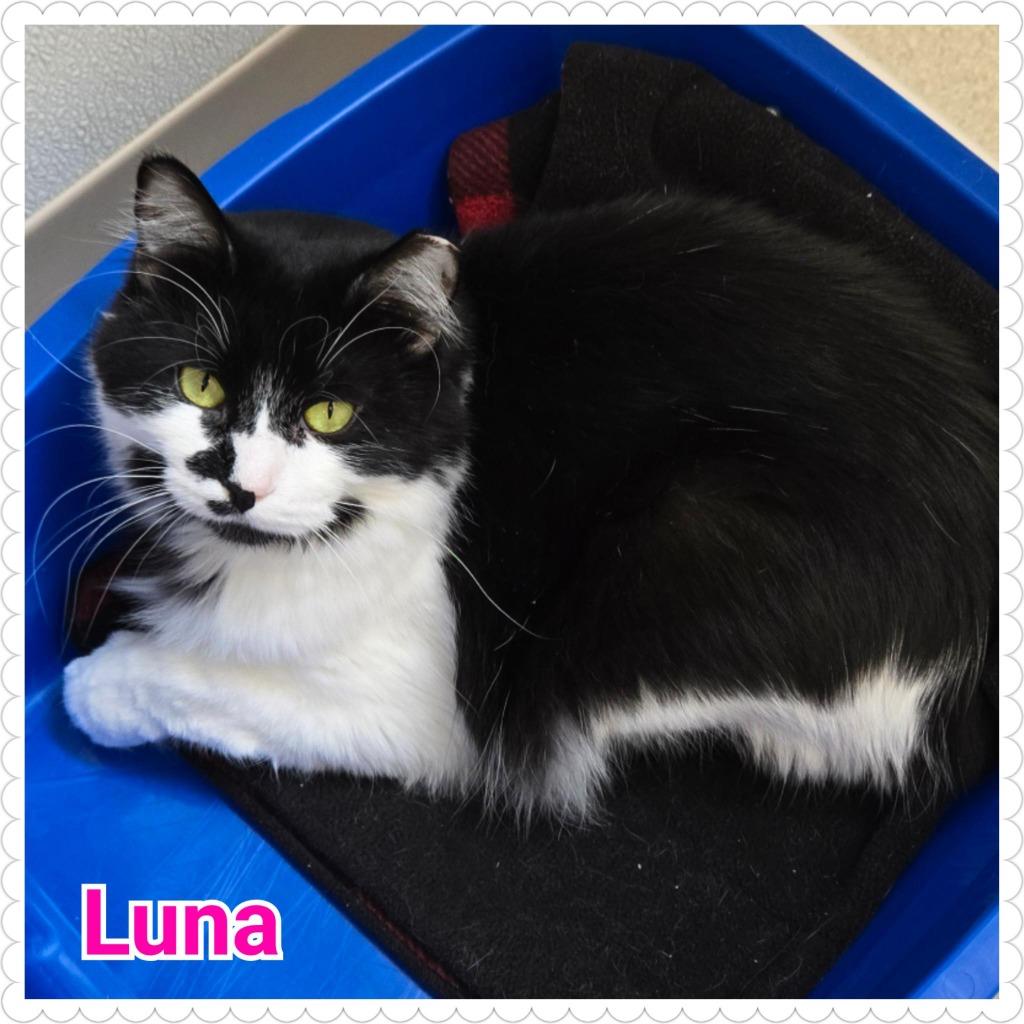 Luna (Lily), Adoptable, Young Female Domestic Long Hair.