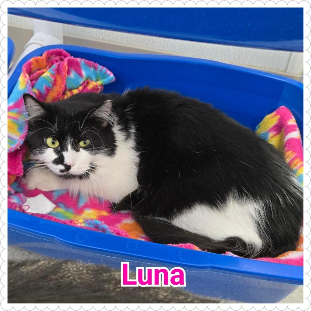 Enlarge Luna (Lily), a Adoptable mixed breed in North Saint Paul, MN image 2/4