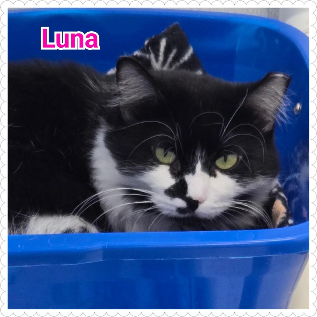 Enlarge Luna (Lily), a Adoptable mixed breed in North Saint Paul, MN image 3/4