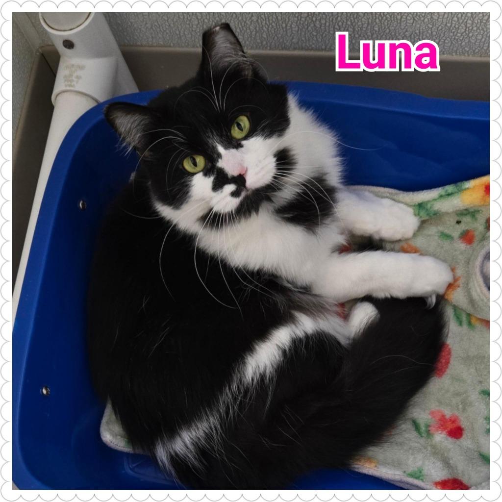 Enlarge Luna (Lily), a Adoptable mixed breed in North Saint Paul, MN image 3/5