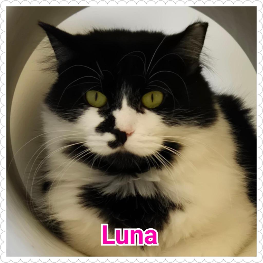 Enlarge Luna (Lily), a Adoptable mixed breed in North Saint Paul, MN image 4/4