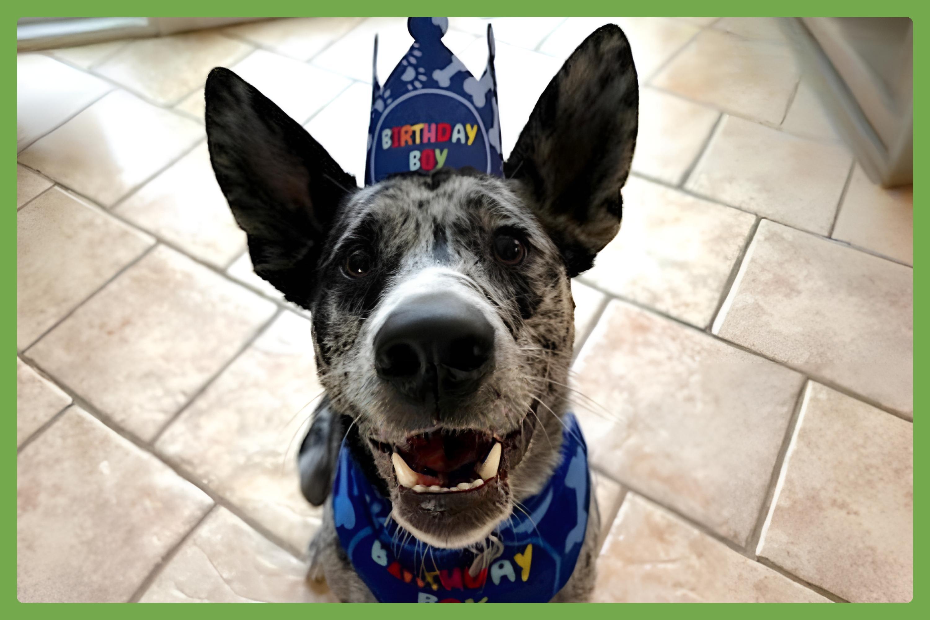 Jasper — thumbnail 4