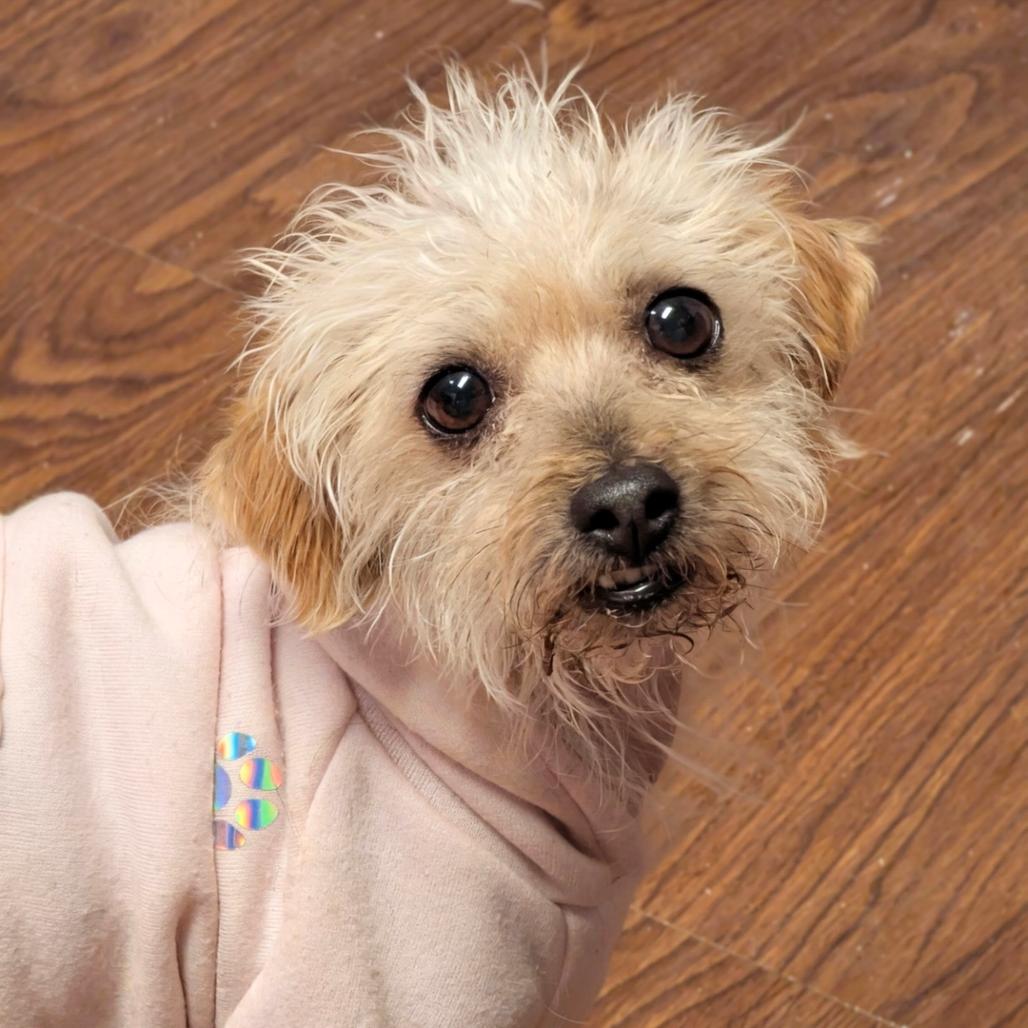 Monet, Adoptable, Adult Female Poodle (Toy) & Shih Tzu.