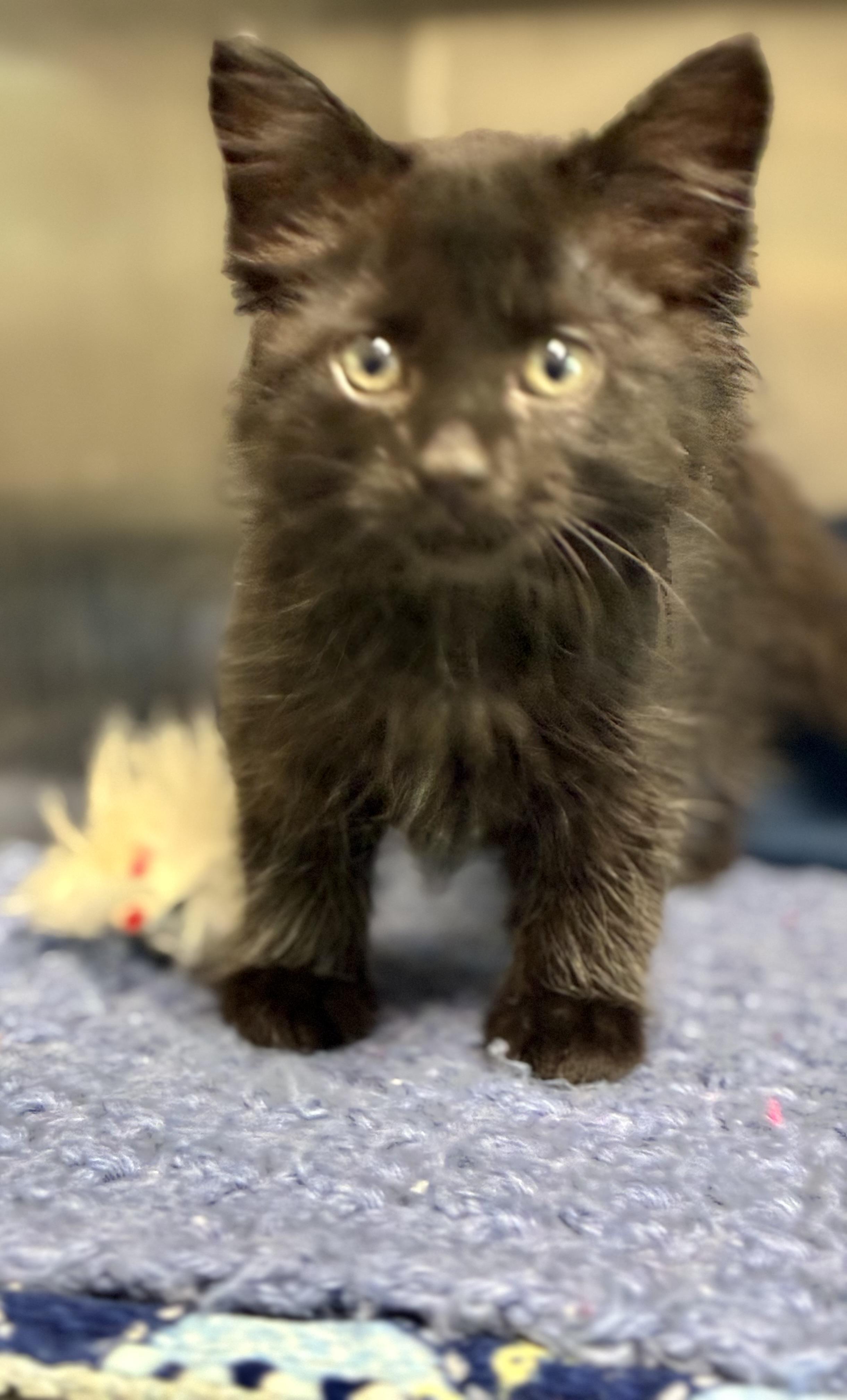 Enlarge Obsidian, a ADOPTABLE Domestic Long Hair in Sandusky, MI image 4/4