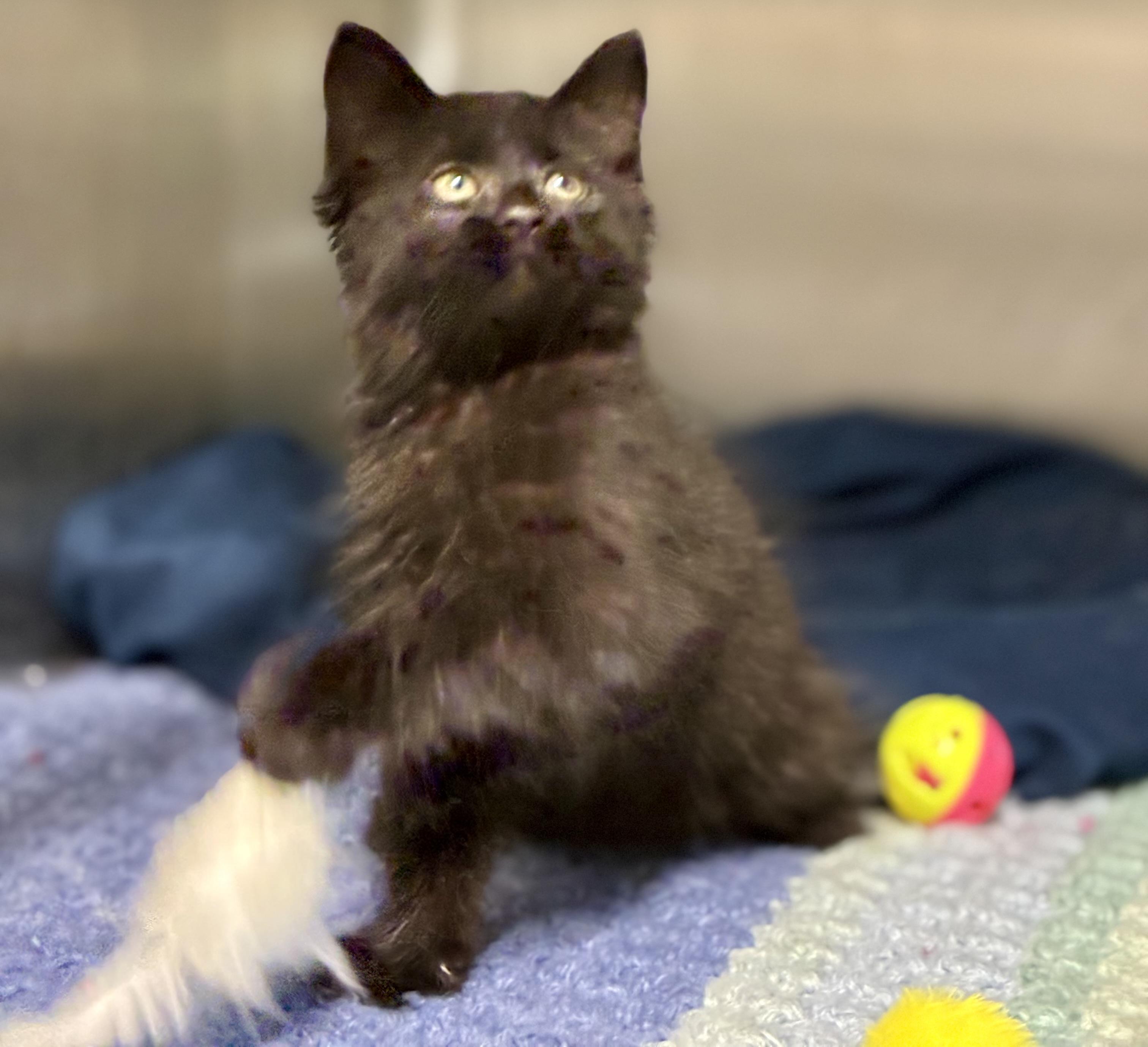 Enlarge Obsidian, a ADOPTABLE Domestic Long Hair in Sandusky, MI image 1/4