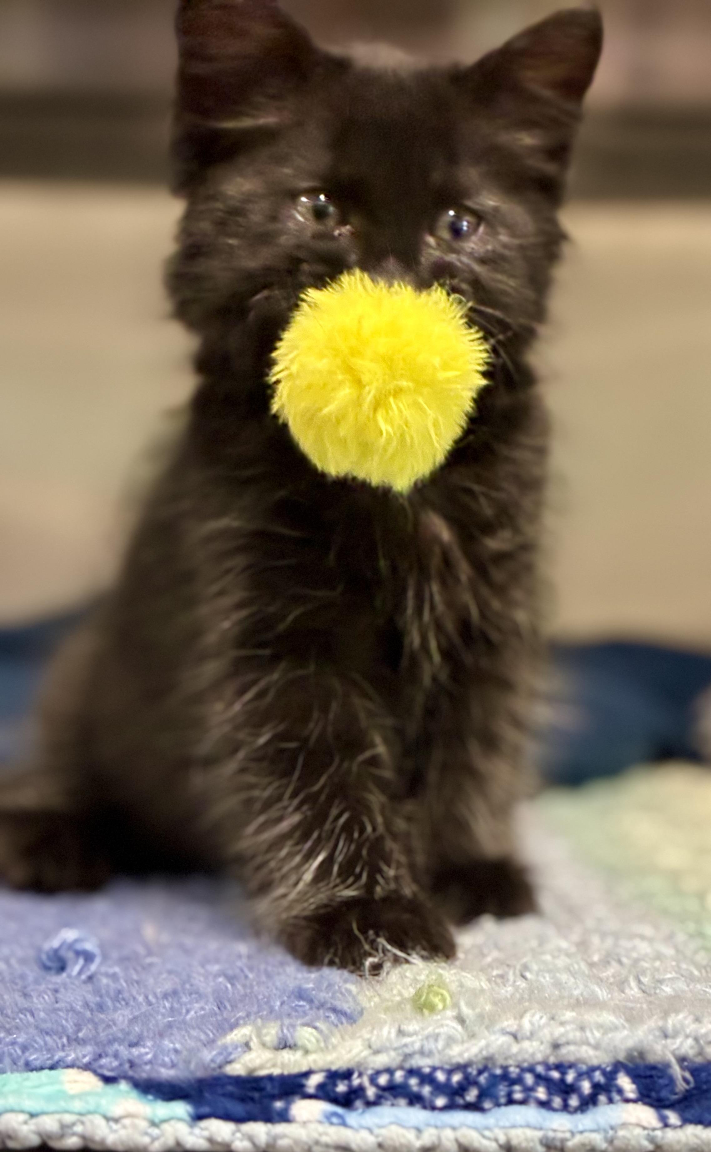 Enlarge Obsidian, a ADOPTABLE Domestic Long Hair in Sandusky, MI image 2/4