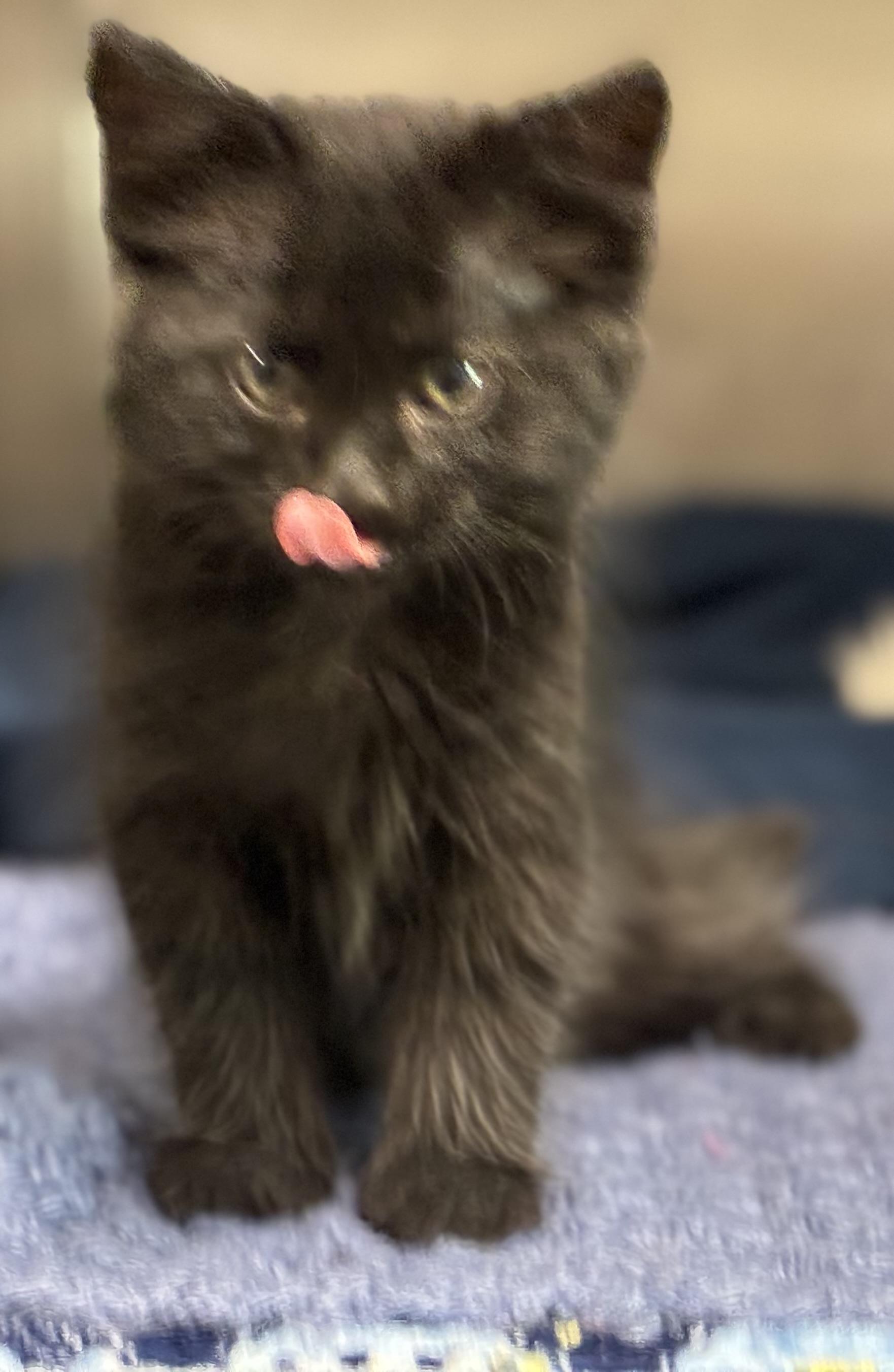 Enlarge Obsidian, a ADOPTABLE Domestic Long Hair in Sandusky, MI image 3/4