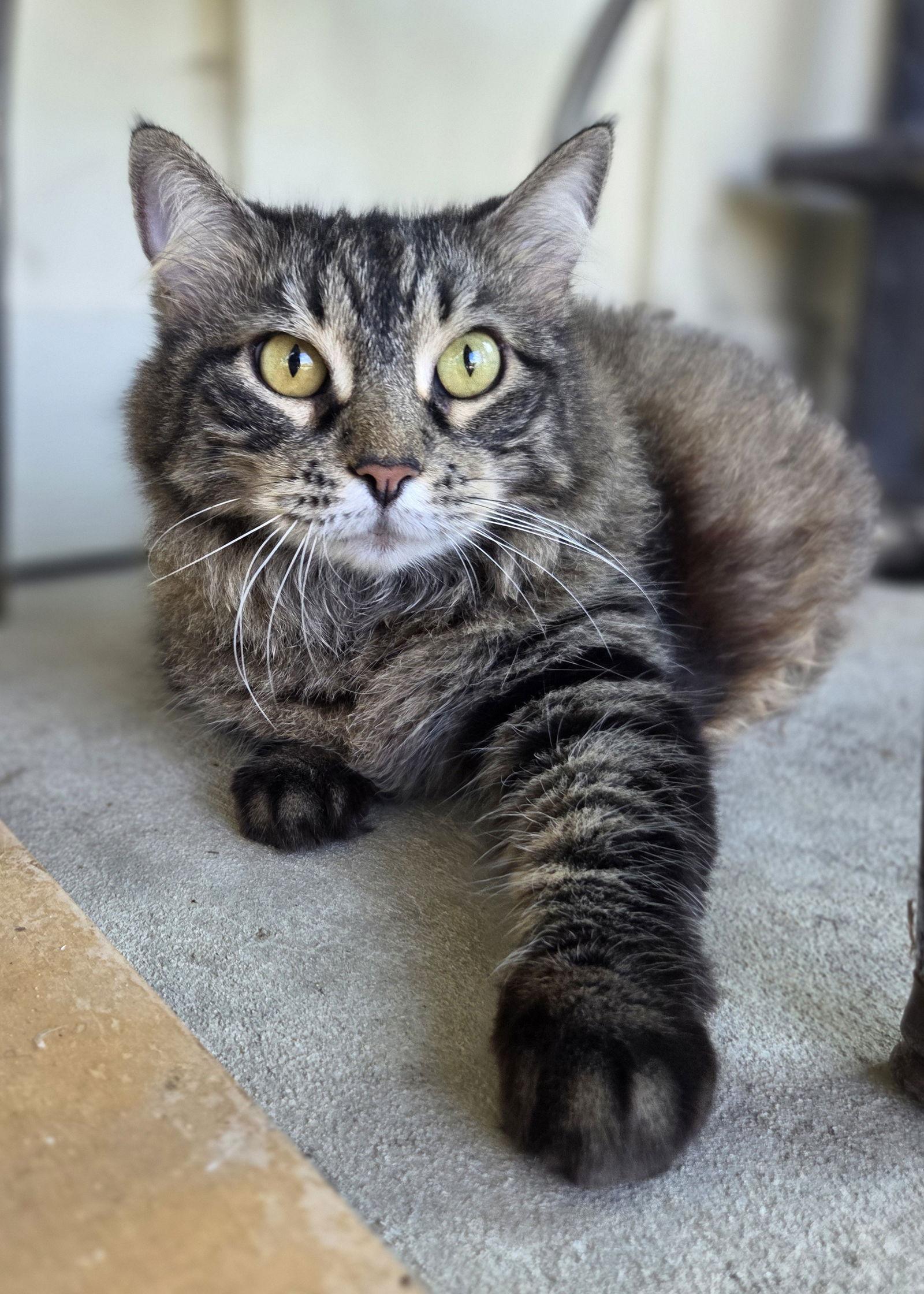 Tabby, Adoptable, Adult Female Domestic Long Hair & Tabby.