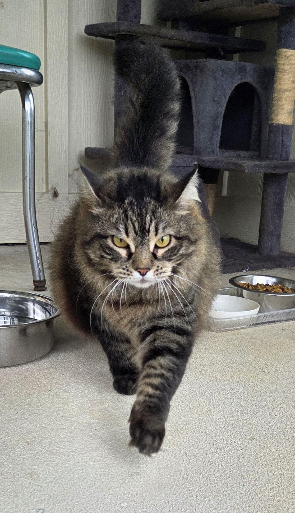 Enlarge Tabby, a Adopted mixed breed in Magnolia Springs, AL image 2/3