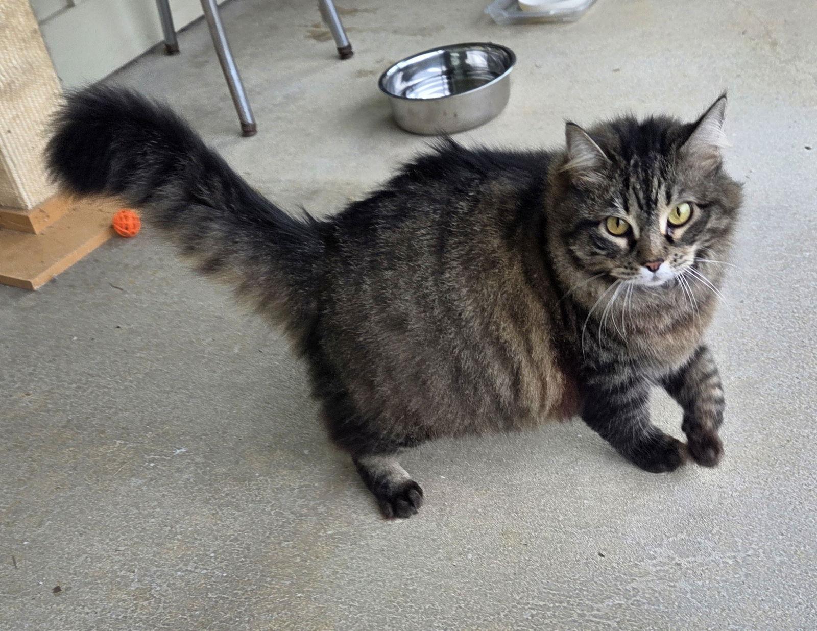 Enlarge Tabby, a Adopted mixed breed in Magnolia Springs, AL image 3/3