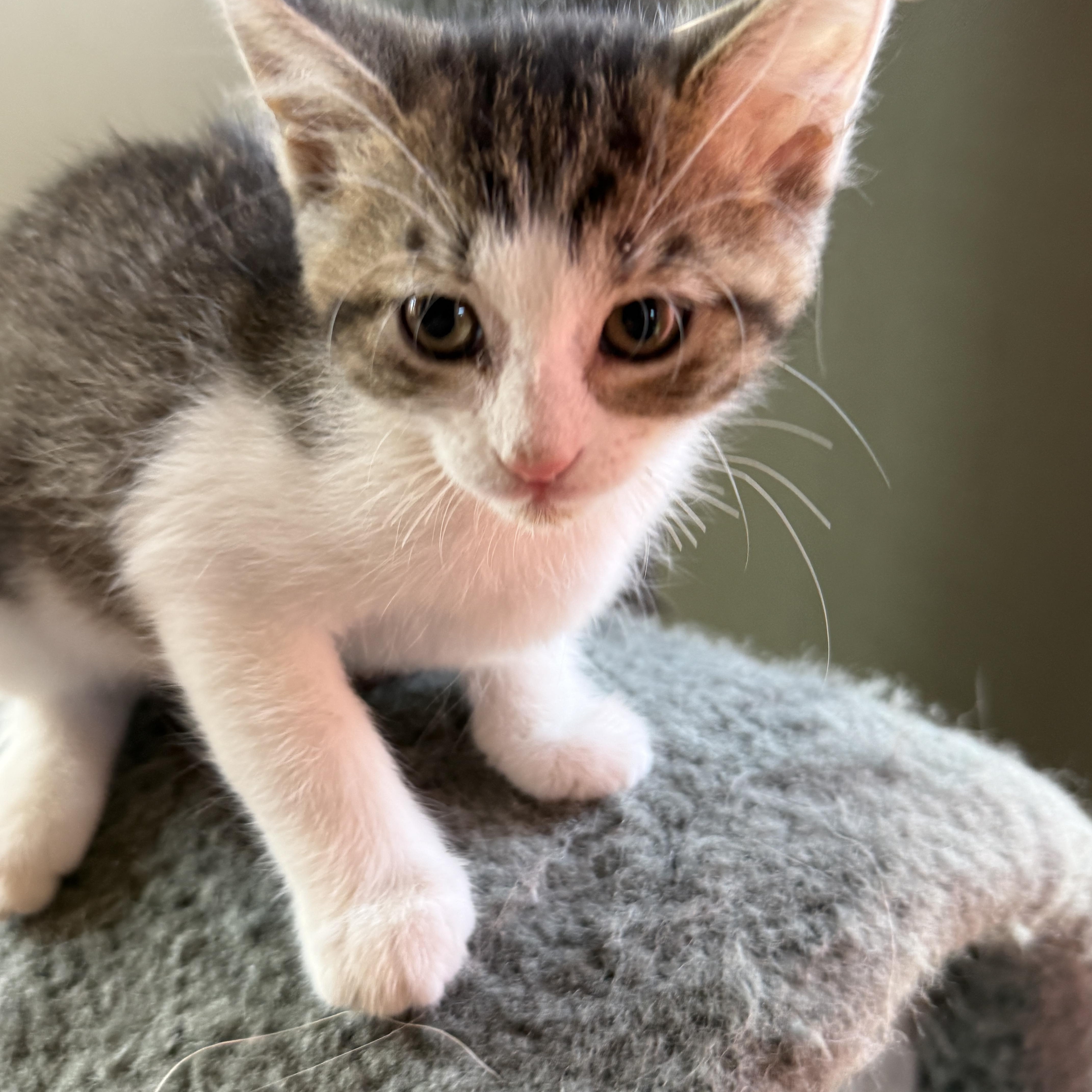 Candy Pop, Adoptable, Kitten Female Domestic Short Hair.
