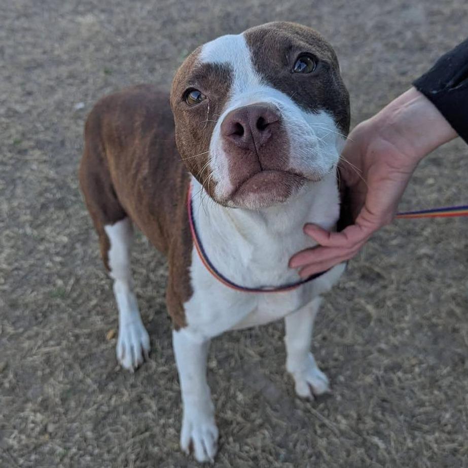 Enlarge SPARKLE  Available NOW - ADOPTION or RESCUE!, a Adoptable Mixed Breed in Nashville, NC image 1/2