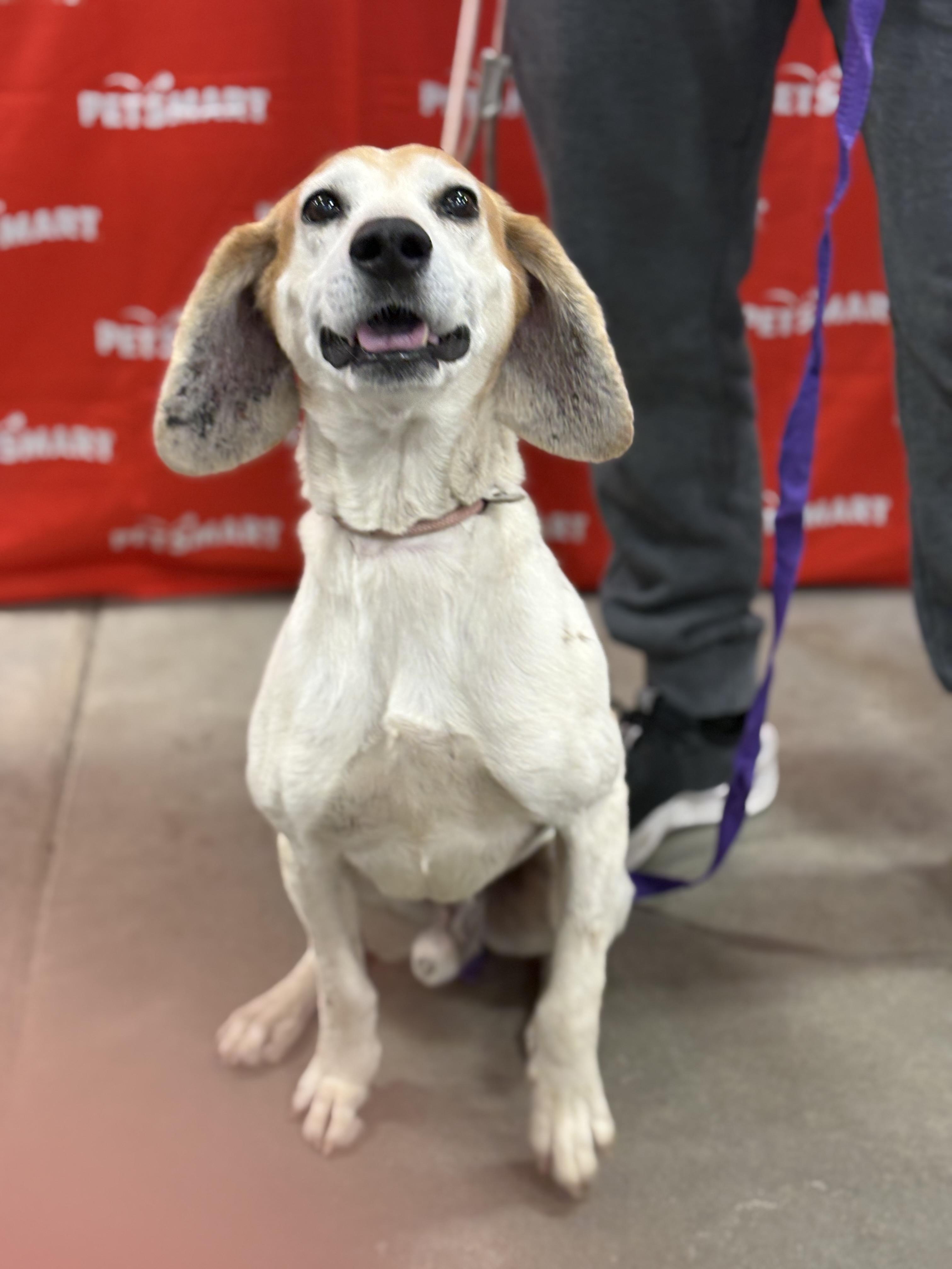 Billy, adoptable, Adult Male Beagle.