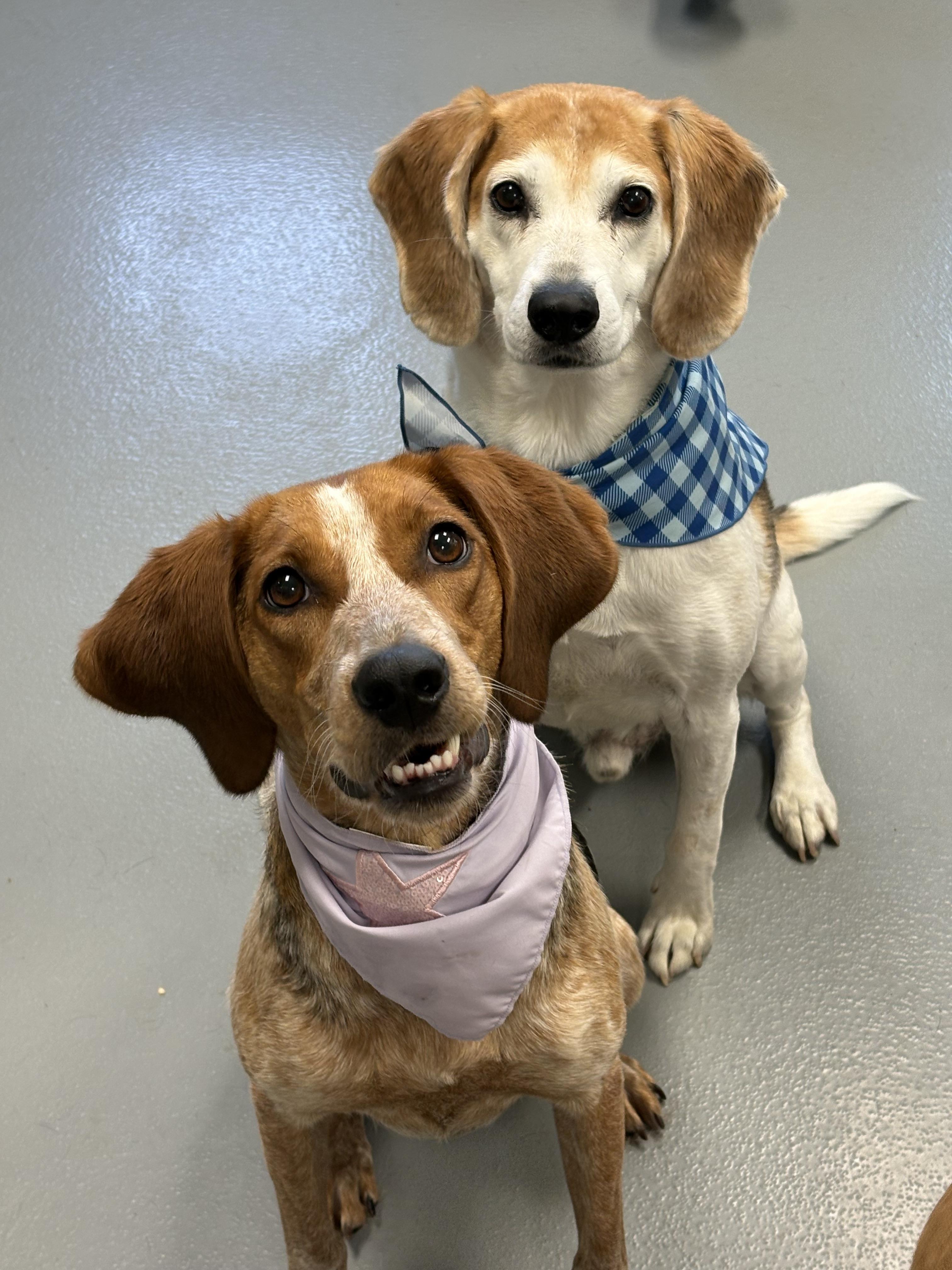 Billy, an adoptable Beagle in Zimmerman, MN image 4/5