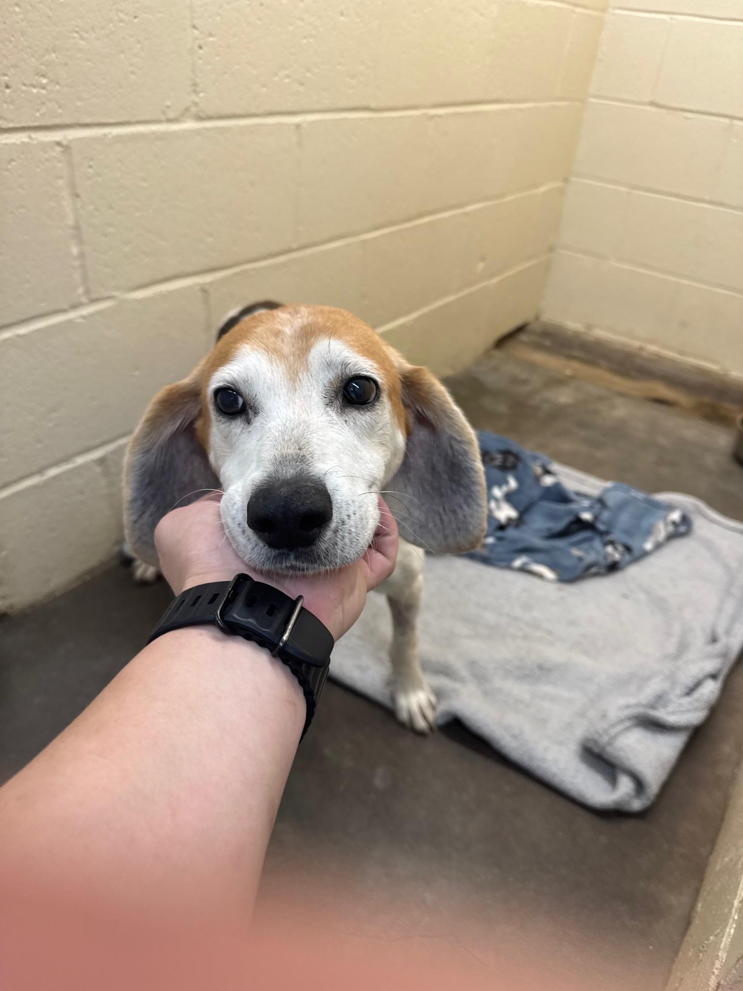 Billy, an adoptable Beagle in Zimmerman, MN image 2/3