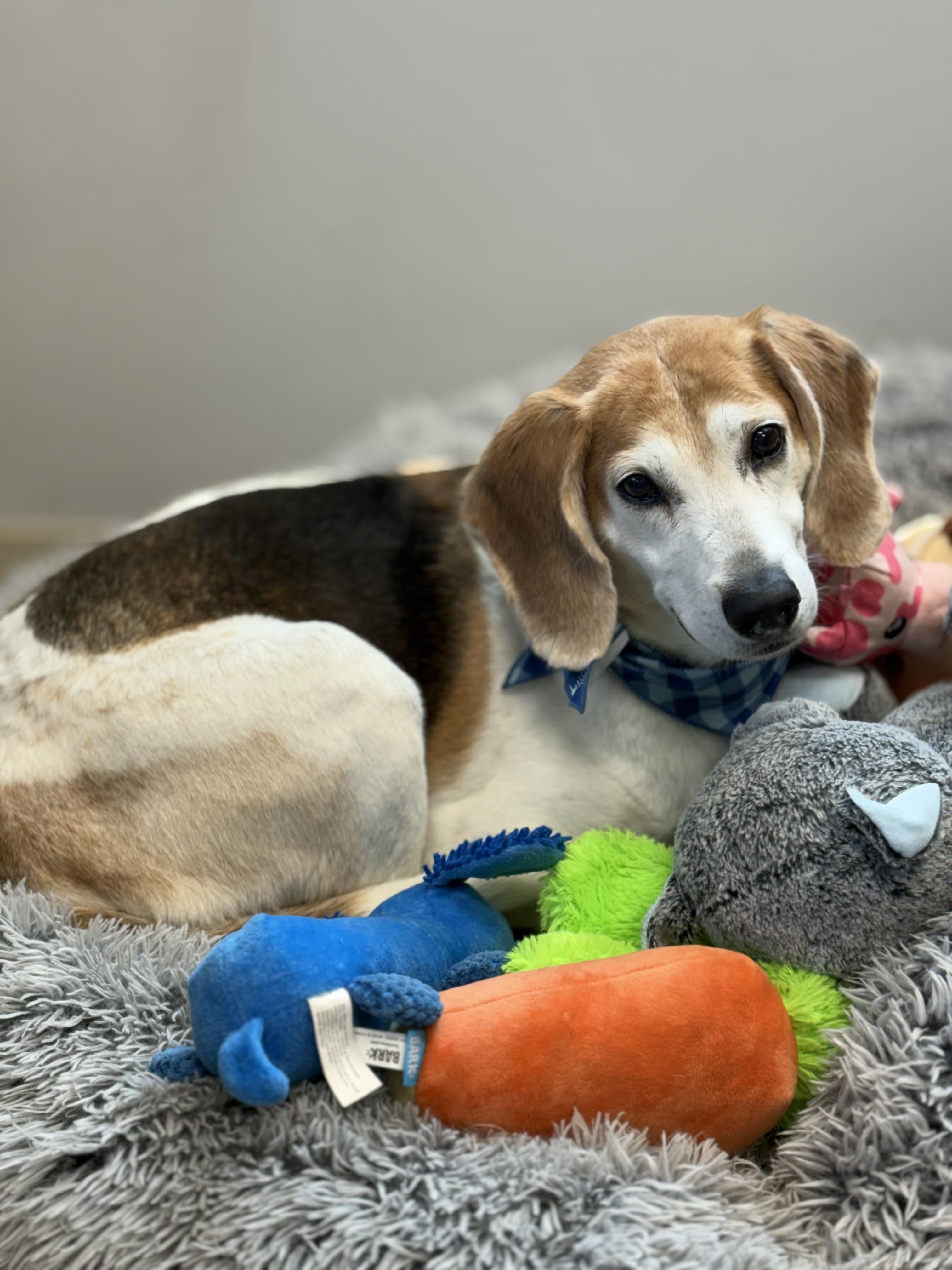 Billy, an adoptable Beagle in Zimmerman, MN image 5/5
