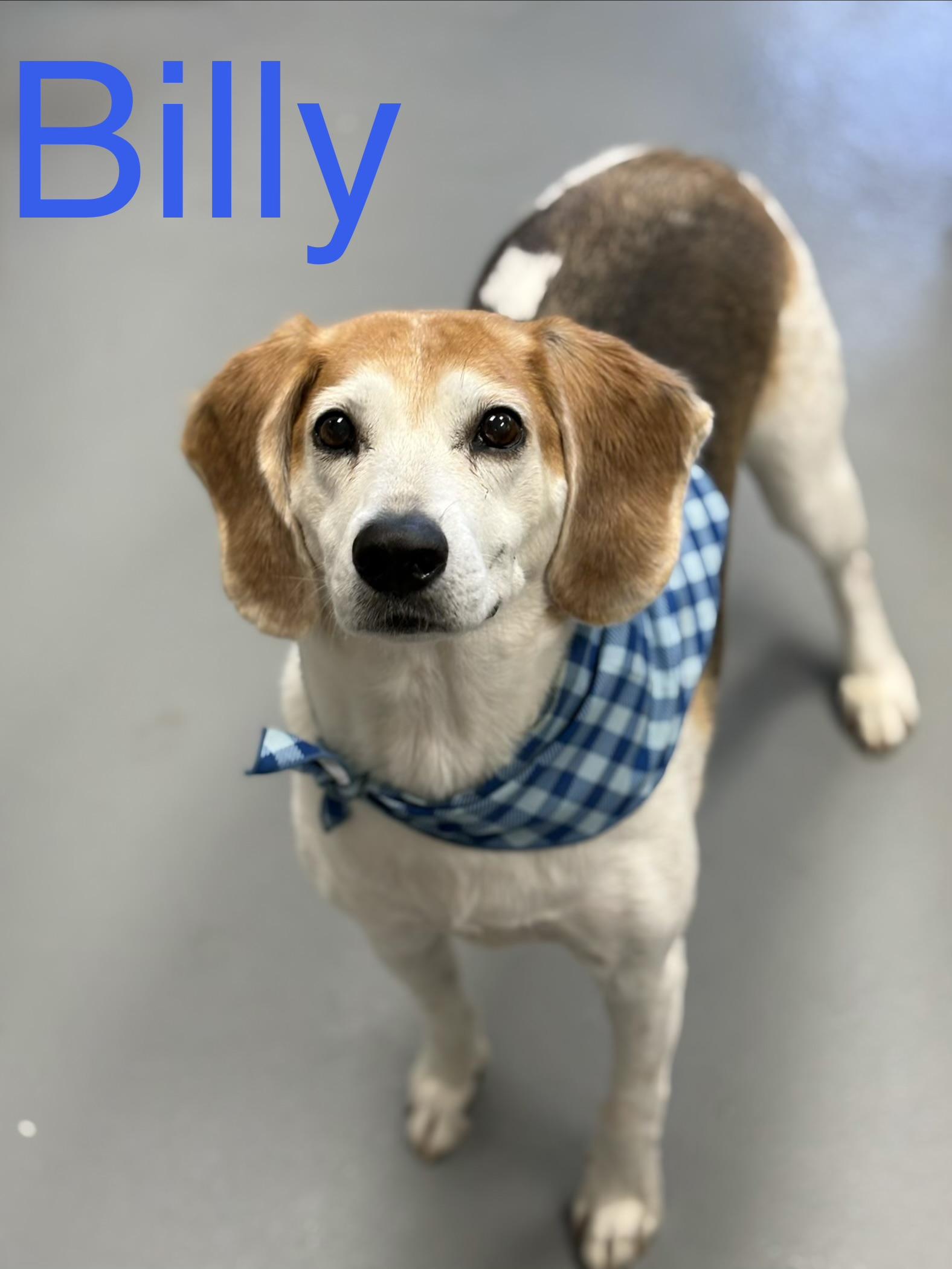Billy, adoptable, Adult Male Beagle.