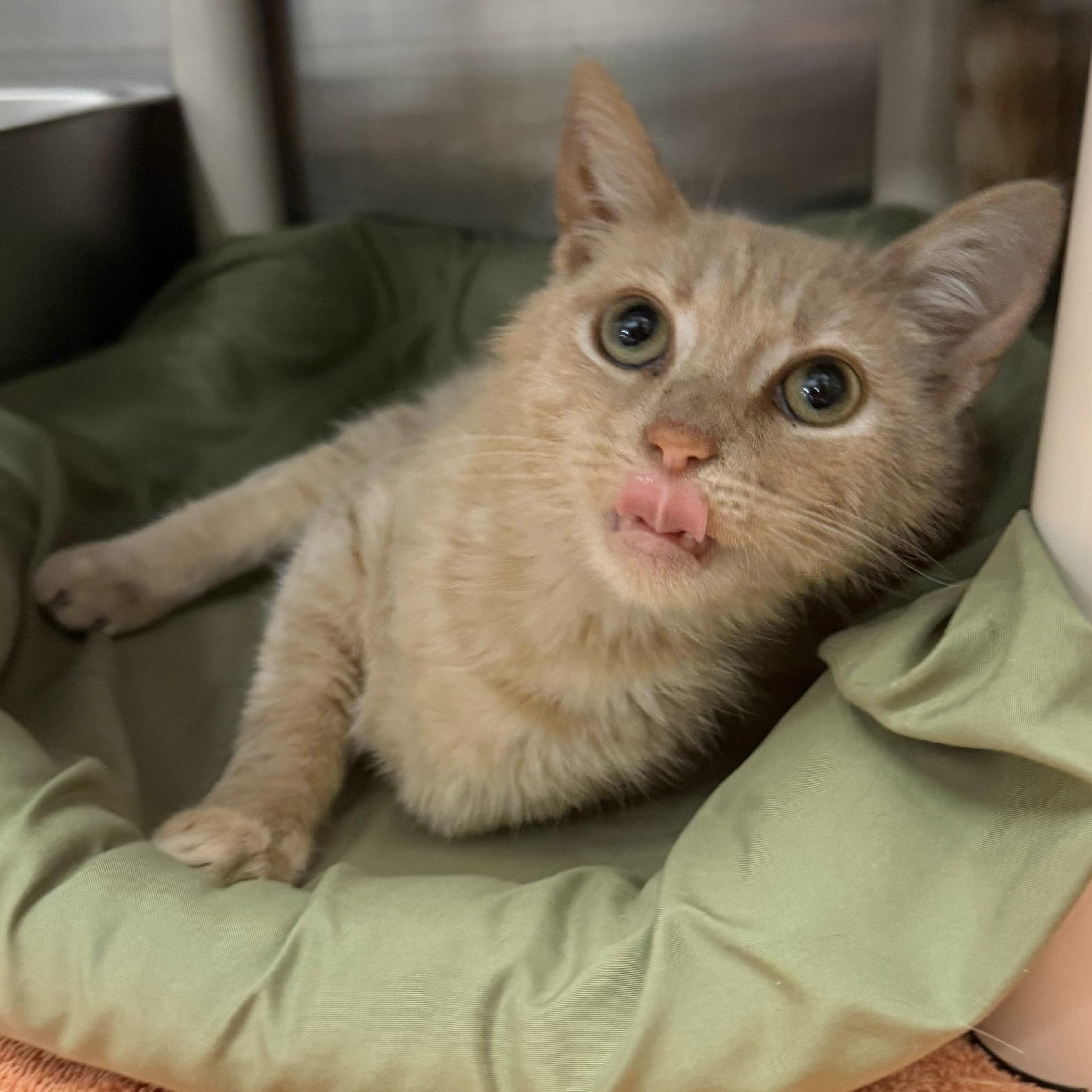 Bridget, a ADOPTABLE Domestic Short Hair in Maple Shade, NJ image 3/3