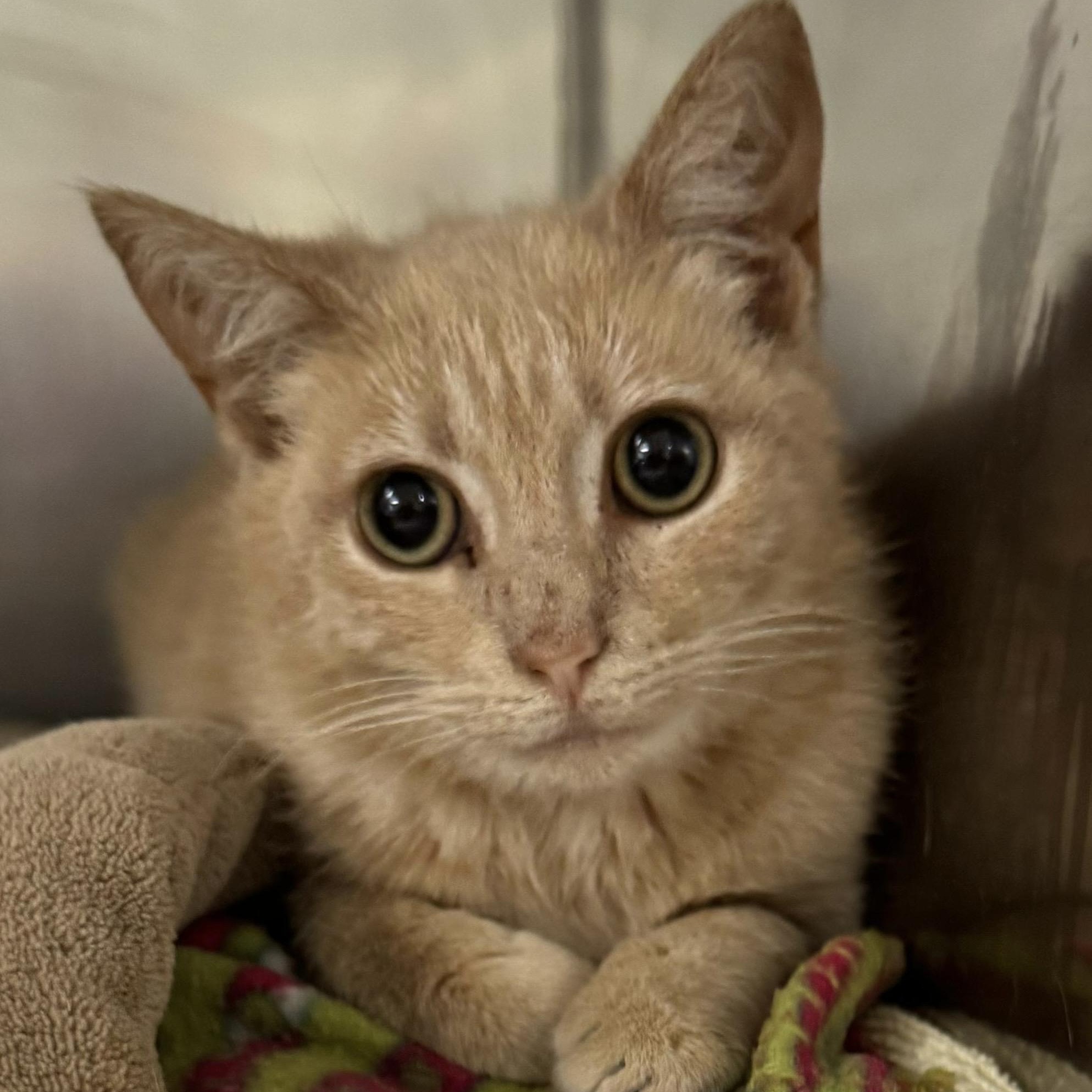 Bridget, ADOPTABLE, Kitten Female Domestic Short Hair.