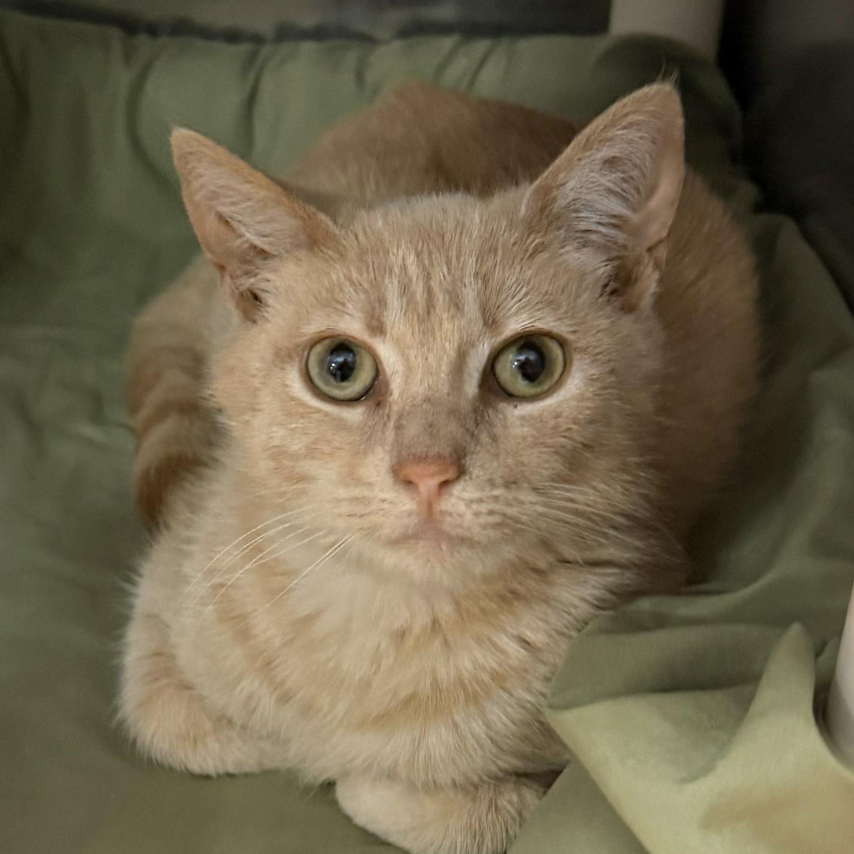 Bridget, a ADOPTABLE Domestic Short Hair in Maple Shade, NJ image 2/3