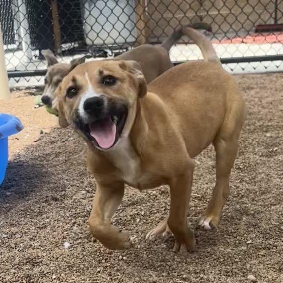 Azlyn, a Adoptable Shepherd in Sand Springs, OK image 2/5