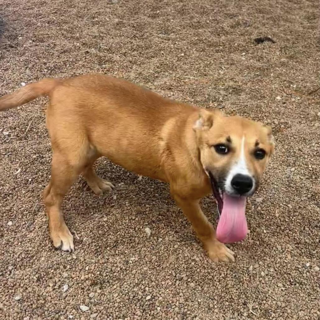 Azlyn, a Adoptable Shepherd in Sand Springs, OK image 3/5