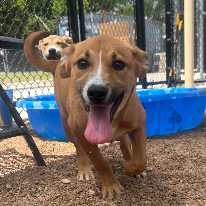 Azlyn, a Adoptable Shepherd in Sand Springs, OK image 4/5