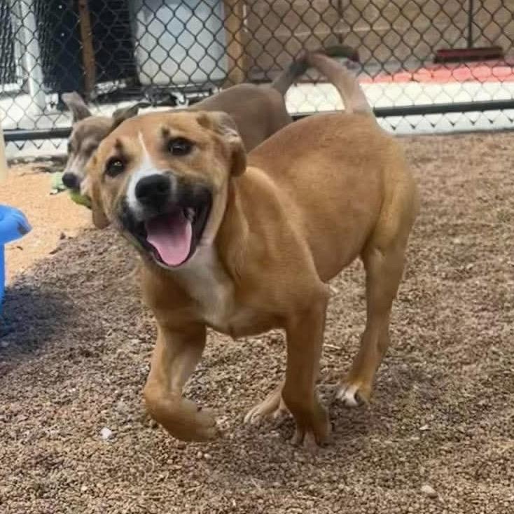 Azlyn, a Adoptable Shepherd in Sand Springs, OK image 5/5
