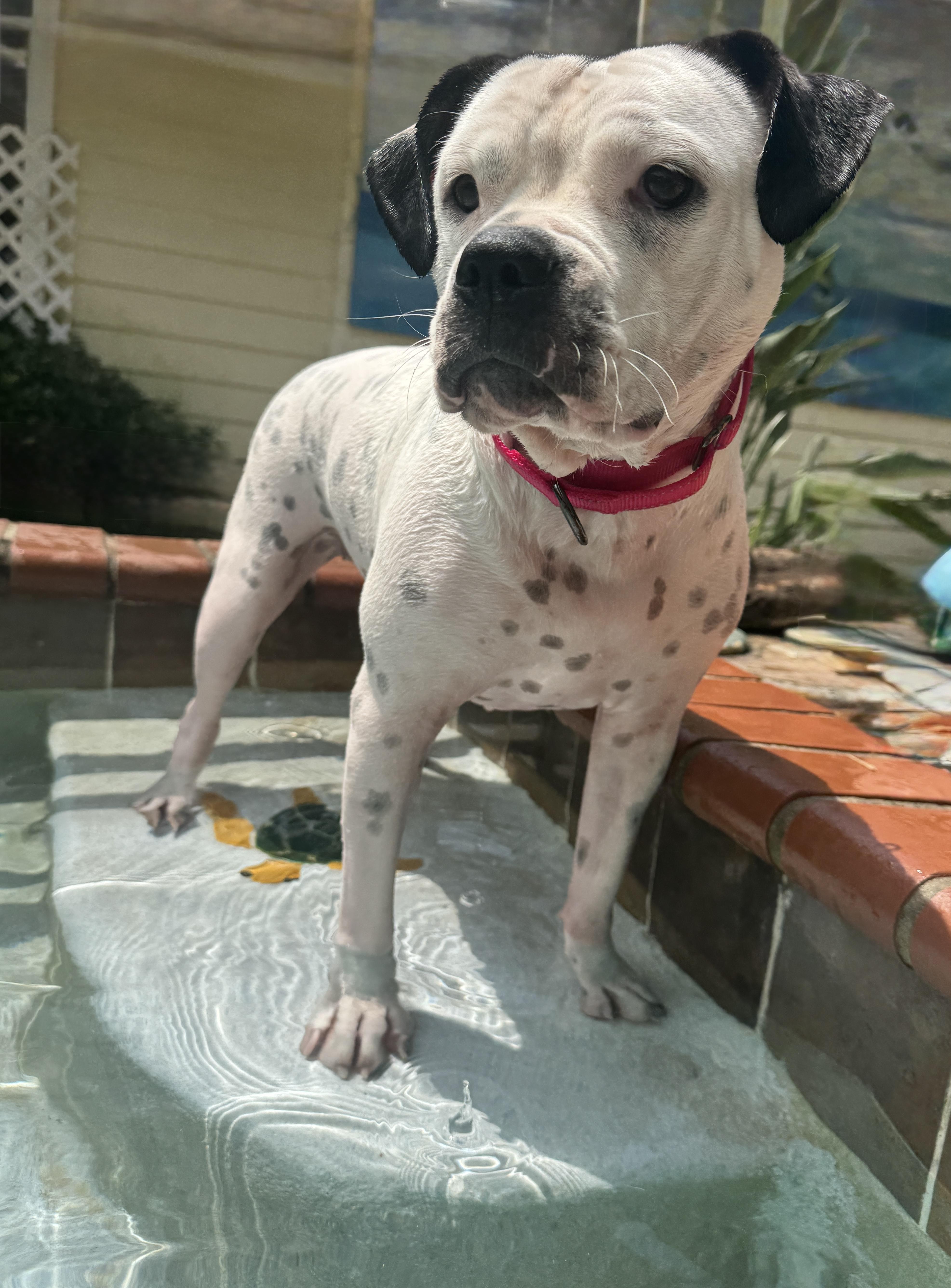 Laney, an adopted mixed breed in Navarre, FL image 3/5