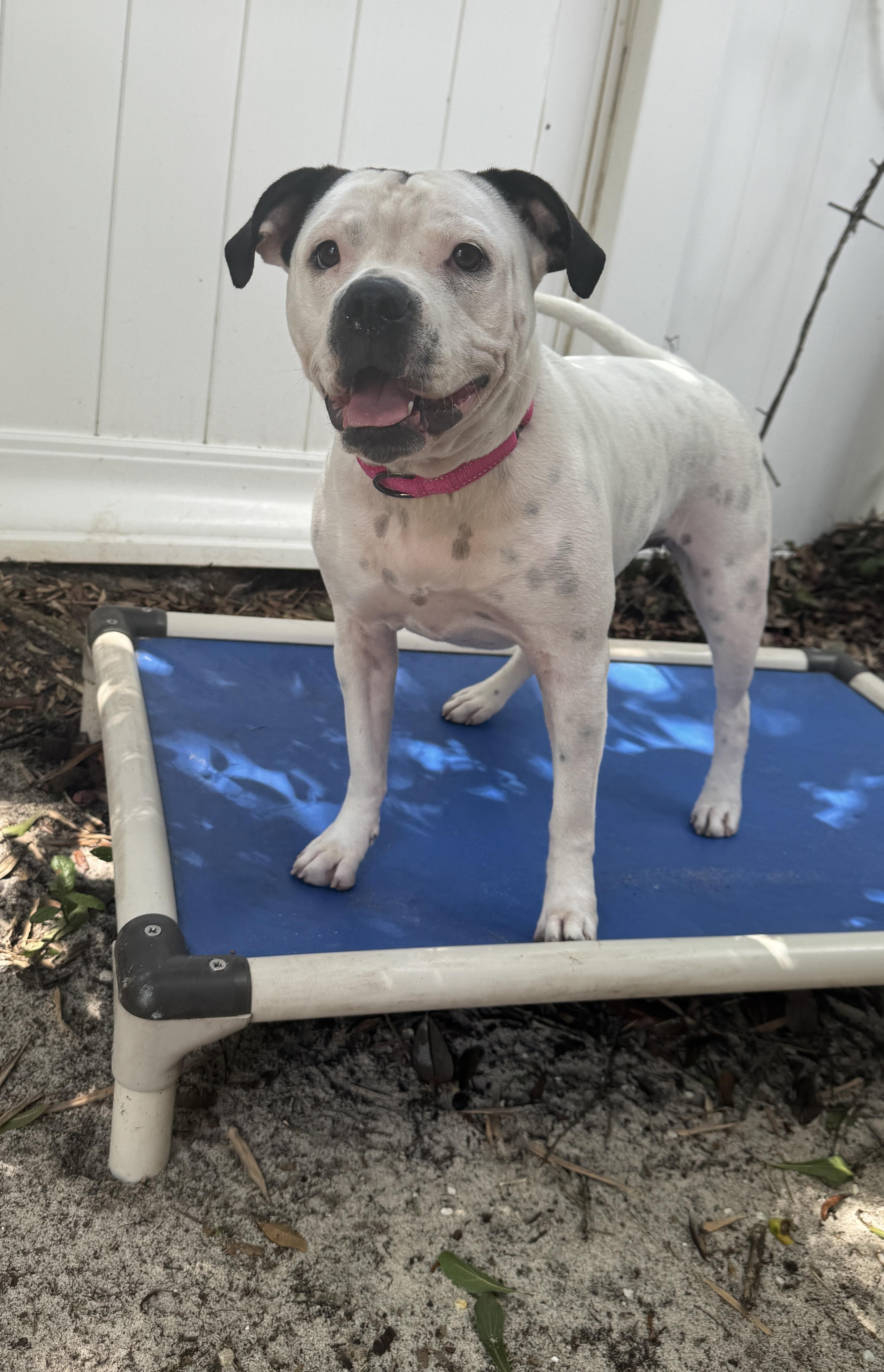 Laney, an adopted mixed breed in Navarre, FL image 5/5