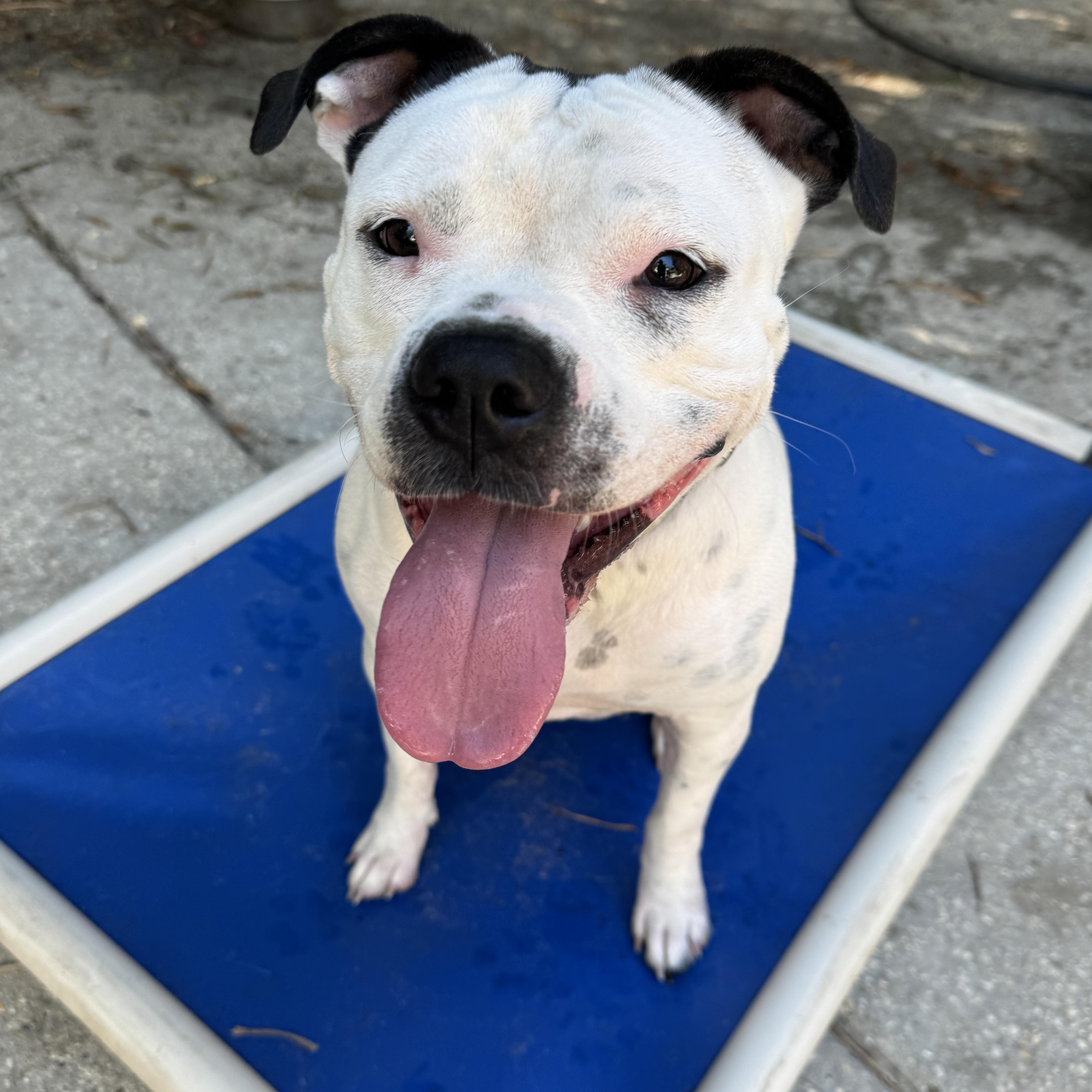 Enlarge Laney, a ADOPTABLE mixed breed in Navarre, FL image 3/5